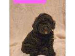 Cock-A-Poo Puppy for sale in Moulton, AL, USA
