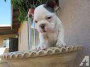 French Bulldog Puppy for sale in IMPERIAL, CA, USA