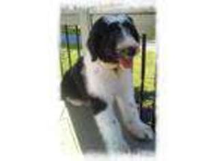 Mutt Puppy for sale in Jefferson, PA, USA