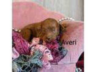 Cavapoo Puppy for sale in Cadott, WI, USA