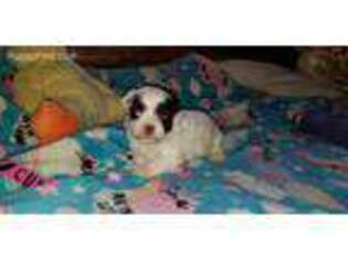 Havanese Puppy for sale in Deer Park, WA, USA