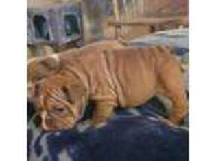 Bulldog Puppy for sale in Oroville, WA, USA