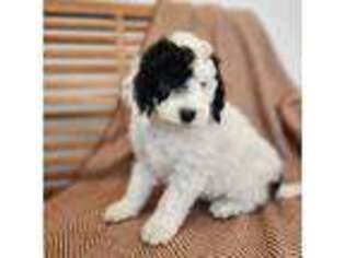 Mutt Puppy for sale in Tooele, UT, USA