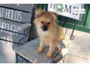 Pomeranian Puppy for sale in Bloomington, IN, USA