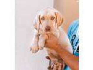 Labrador Retriever Puppy for sale in Moultrie, GA, USA