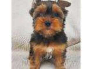 Yorkshire Terrier Puppy for sale in Acton, CA, USA