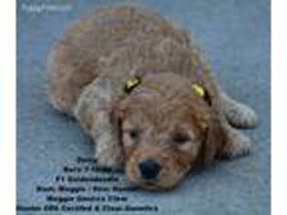 Goldendoodle Puppy for sale in Sterling, CO, USA