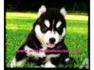 Siberian Husky Puppy for sale in ROCK CAMP, OH, USA