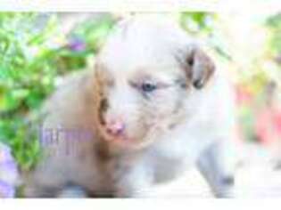 Miniature Australian Shepherd Puppy for sale in Baytown, TX, USA