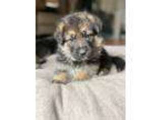 German Shepherd Dog Puppy for sale in Clark, NJ, USA
