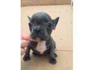 French Bulldog Puppy for sale in Vian, OK, USA