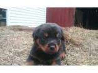 Rottweiler Puppy for sale in Richfield, PA, USA