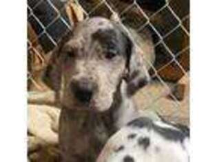 Great Dane Puppy for sale in Chariton, IA, USA