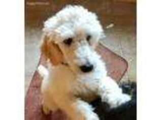 Mutt Puppy for sale in Boothbay Harbor, ME, USA