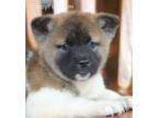 Akita Puppy for sale in Wentworth, MO, USA