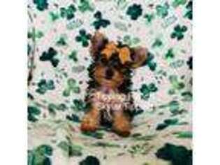 Yorkshire Terrier Puppy for sale in Blooming Grove, TX, USA