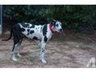 Great Dane Puppy for sale in PLANO, TX, USA