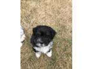 Havanese Puppy for sale in Milwaukie, OR, USA