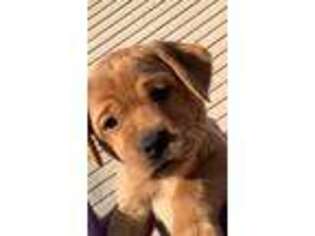 Labrador Retriever Puppy for sale in Niles, MI, USA