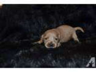 Mutt Puppy for sale in FRANKLIN, IN, USA