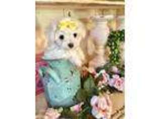 Maltese Puppy for sale in Bluffton, SC, USA