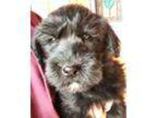 Labradoodle Puppy for sale in Salina, KS, USA