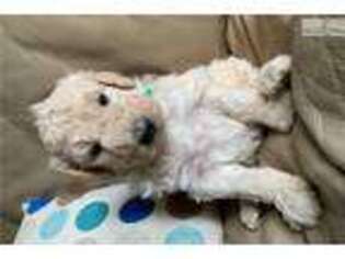 Goldendoodle Puppy for sale in Bend, OR, USA
