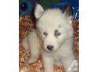 Siberian Husky Puppy for sale in SEBRING, FL, USA