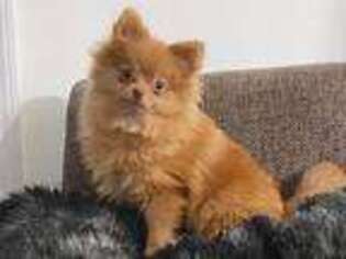 Pomeranian Puppy for sale in Sumterville, FL, USA