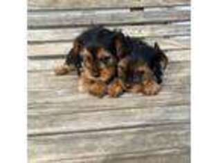 Yorkshire Terrier Puppy for sale in Tuscola, IL, USA