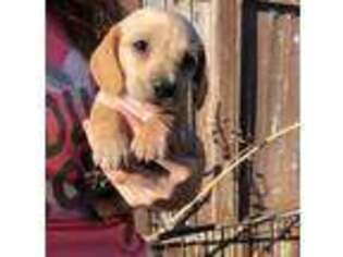 Dachshund Puppy for sale in Grand View, ID, USA
