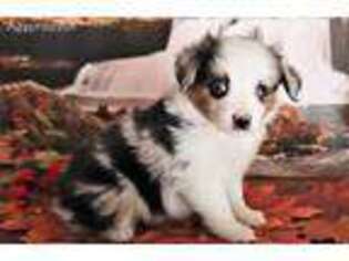 Miniature Australian Shepherd Puppy for sale in Bedford, VA, USA