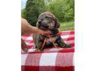 Puggle Puppy for sale in Danville, KY, USA