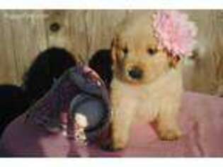 Golden Retriever Puppy for sale in Lexington, OK, USA