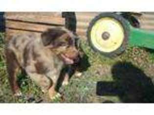 Australian Shepherd Puppy for sale in Ruston, LA, USA