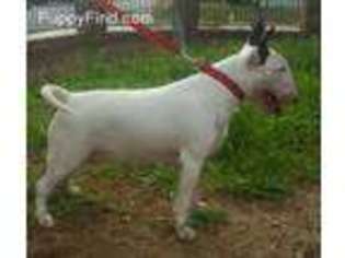 Bull Terrier Puppy for sale in North Hollywood, CA, USA