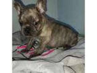 French Bulldog Puppy for sale in Atlantic, IA, USA
