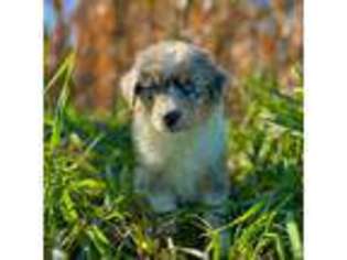 Australian Shepherd Puppy for sale in Mankato, MN, USA