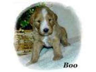 Goldendoodle Puppy for sale in Aurora, MO, USA