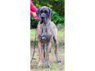 Great Dane Puppy for sale in Hattiesburg, MS, USA