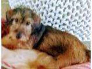Dachshund Puppy for sale in Fox Lake, IL, USA
