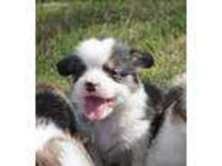 Pembroke Welsh Corgi Puppy for sale in Lamesa, TX, USA