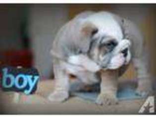 Bulldog Puppy for sale in CORONA, CA, USA