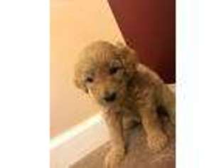 Goldendoodle Puppy for sale in Blandon, PA, USA
