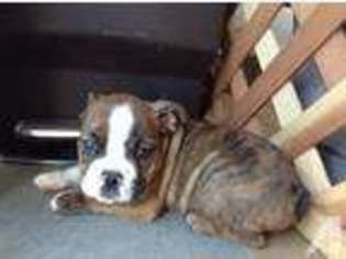 Bulldog Puppy for sale in ANTIOCH, CA, USA