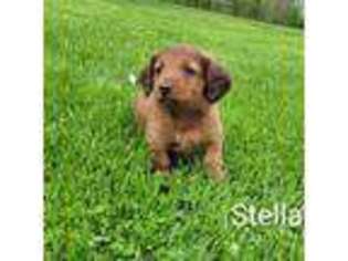 Dachshund Puppy for sale in Wolcott, NY, USA