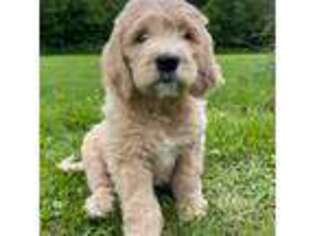 Goldendoodle Puppy for sale in Moultonborough, NH, USA