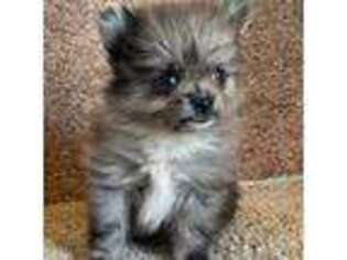 Pomeranian Puppy for sale in East Sparta, OH, USA