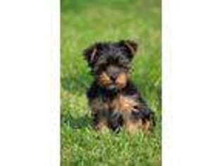 Yorkshire Terrier Puppy for sale in FREDERICKSBURG, PA, USA
