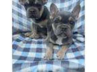 French Bulldog Puppy for sale in Niantic, CT, USA